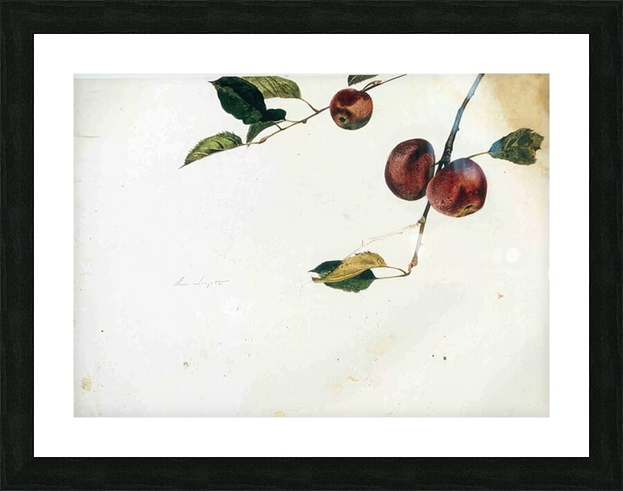 Apples on a Bough Study Before Picking   Contempo - Andrew Wyeth Picture Frame print