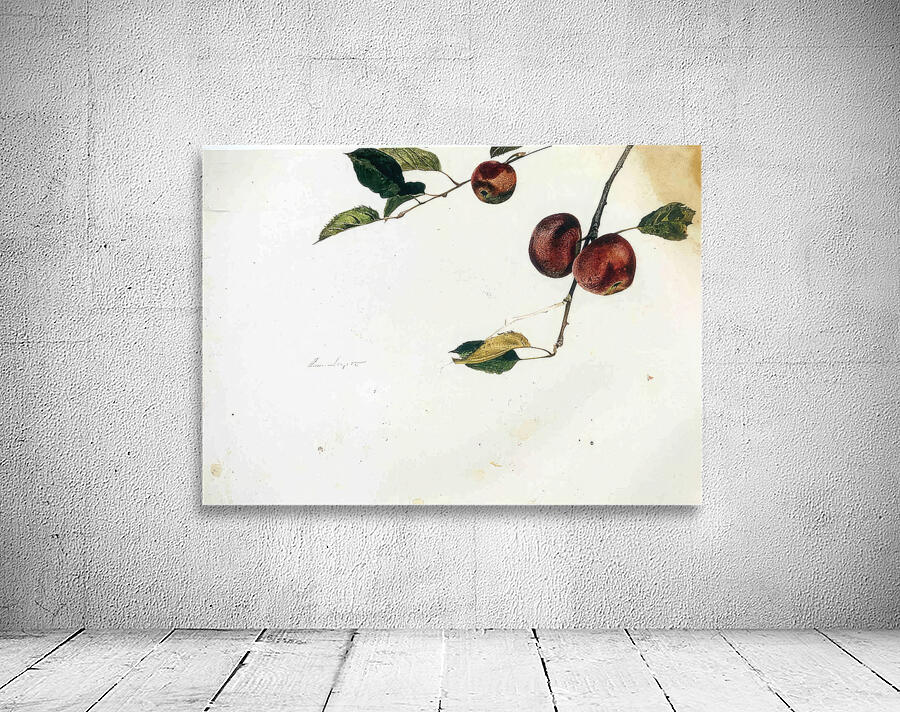 Apples on a Bough Study Before Picking   Contempo - Andrew Wyeth Wall Preview