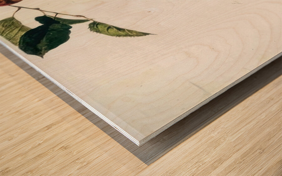 Apples on a Bough Study Before Picking   Contempo - Andrew Wyeth Wood print