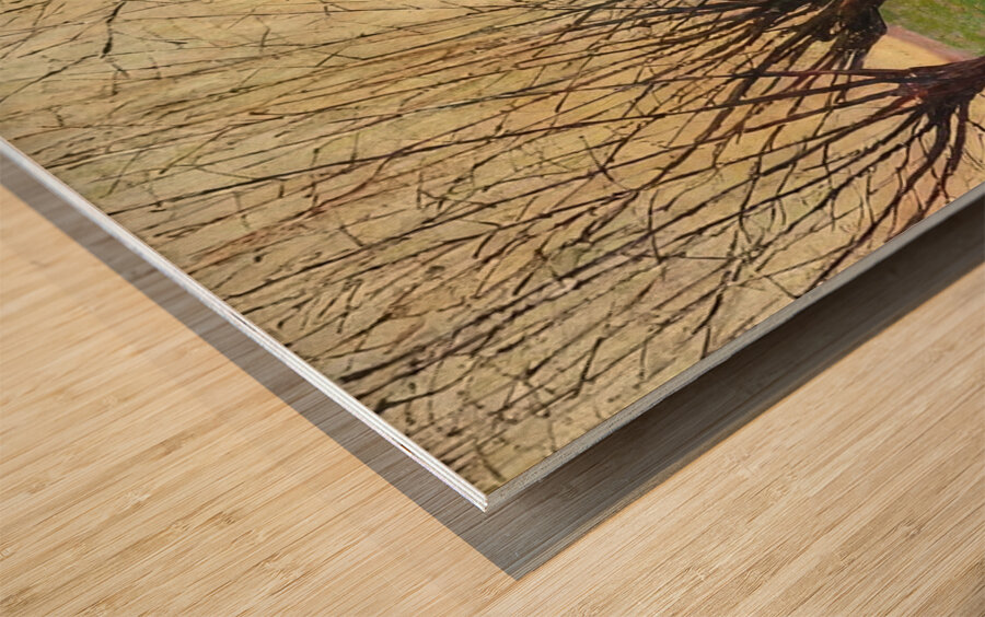 Auguste Herbin 19 Wood print