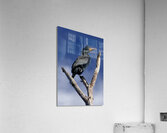 Double Crested Cormorant Acrylic Print