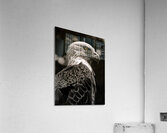 Raptors Gaze Acrylic Print