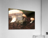 Shroom Life Acrylic Print