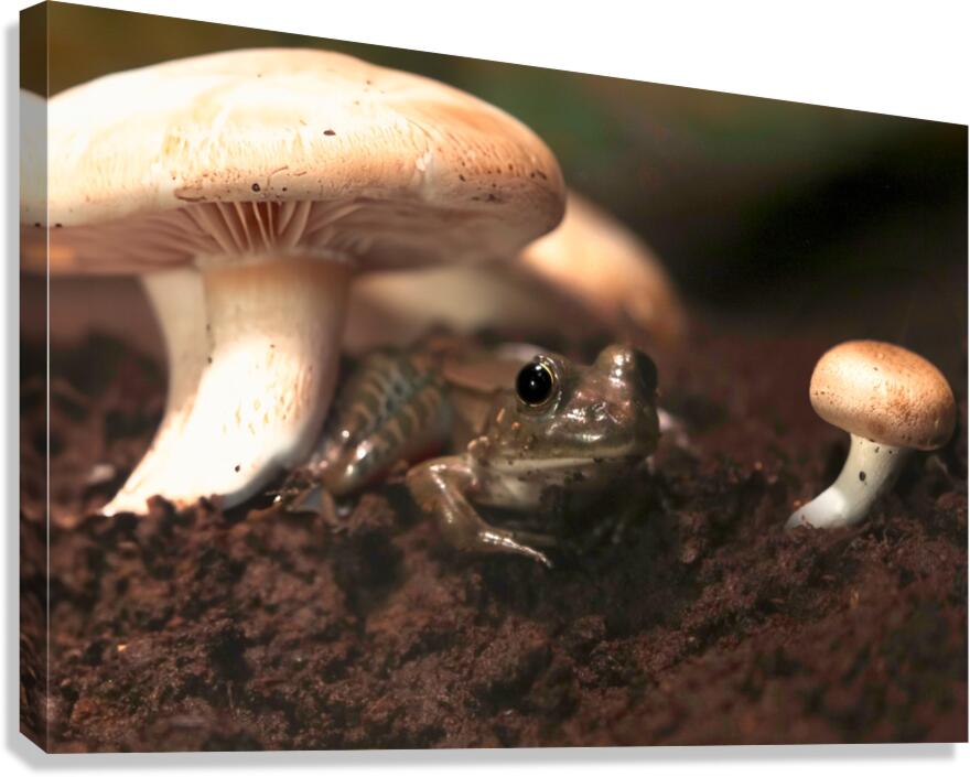 Shroom Life Canvas Print