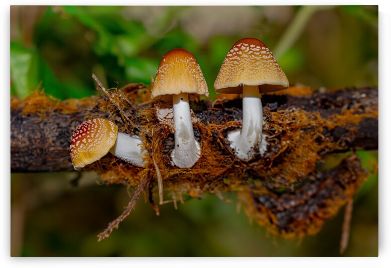 Shroom Sunday by 4:13 Extreme