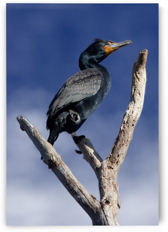 Double Crested Cormorant by 4:13 Extreme