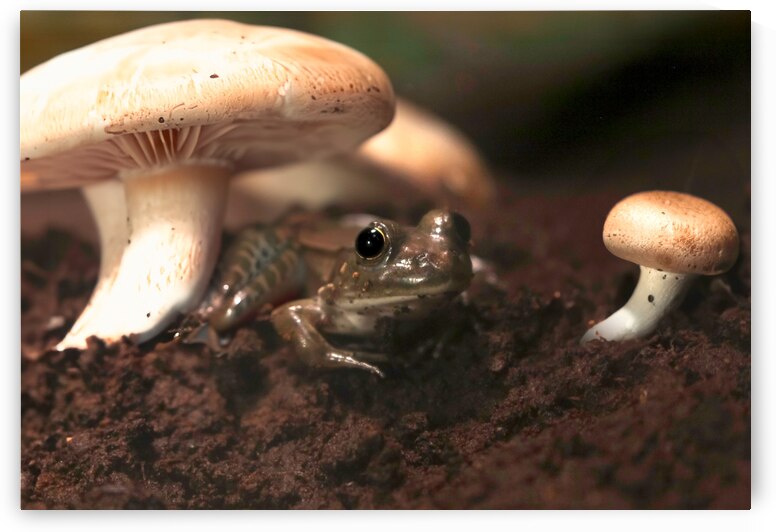 Shroom Life by 4:13 Extreme