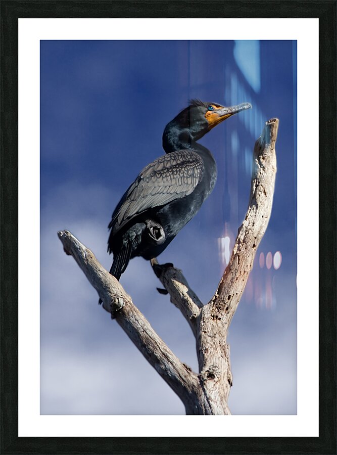Double Crested Cormorant Picture Frame print