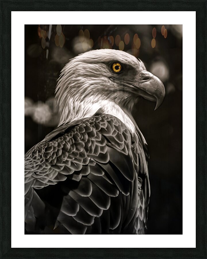 Raptors Gaze Picture Frame print
