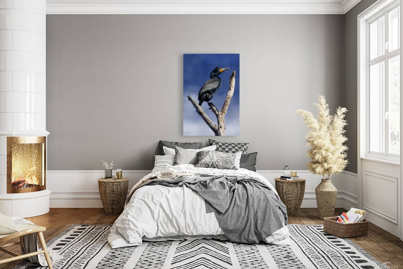 Double Crested Cormorant Reproduction