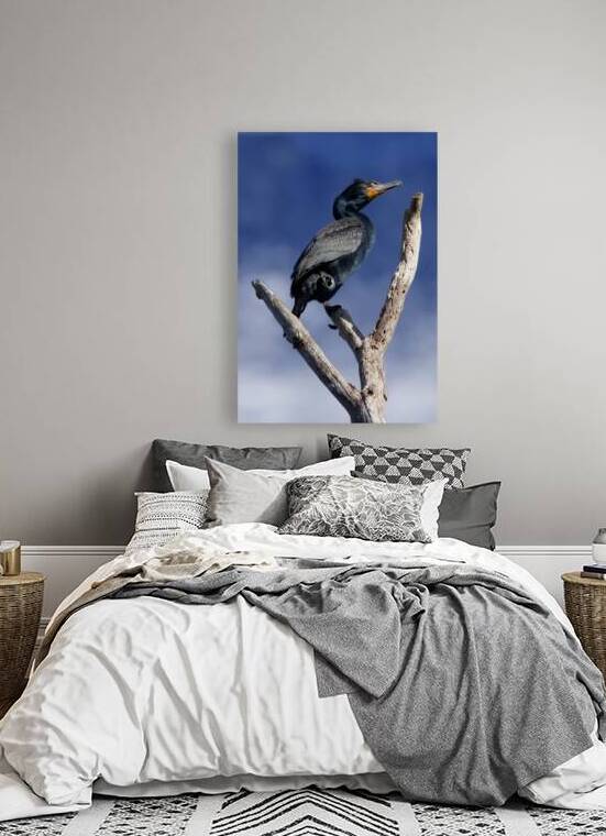 Double Crested Cormorant by 4:13 Extreme
