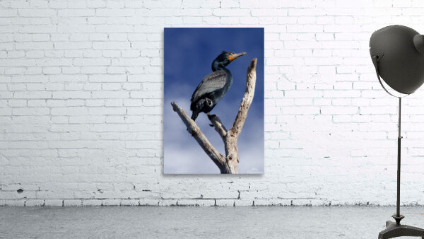 Double Crested Cormorant Wall Preview
