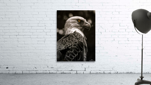 Raptors Gaze Wall Preview
