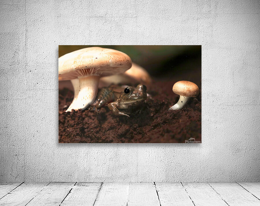 Shroom Life Wall Preview