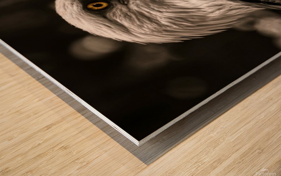Raptors Gaze Wood print