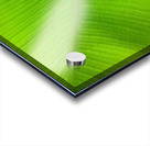 banana leaf Acrylic print