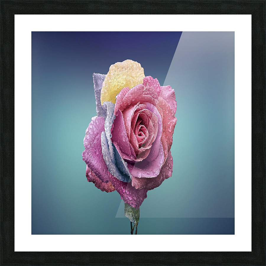 Rose Flower Picture Frame print