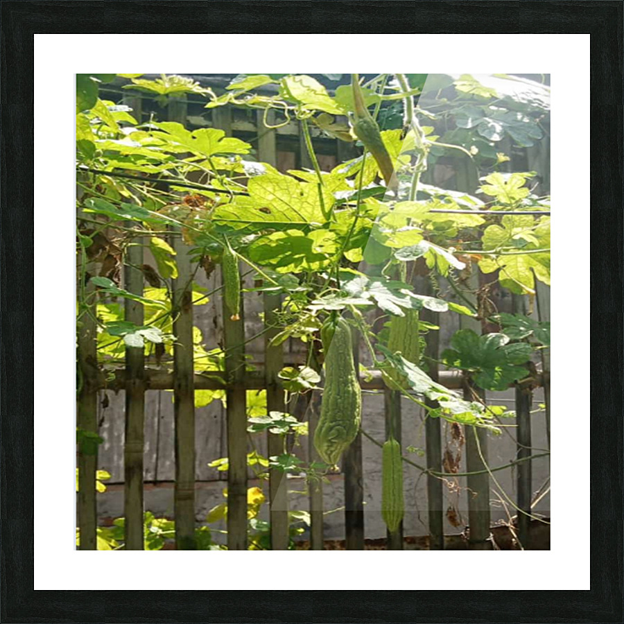 Bitter Melon Picture Frame print