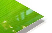 banana leaf HD Metal print