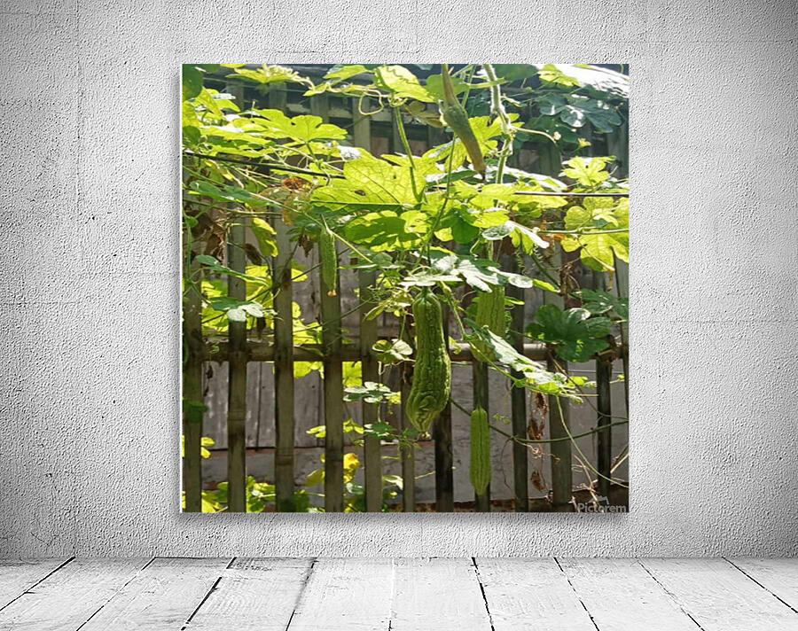 Bitter Melon Wall Preview