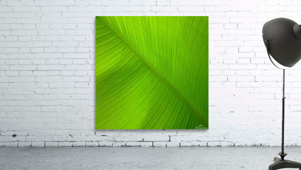 banana leaf Wall Preview