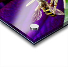 LNH Acrylic print