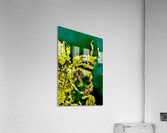 Williston Cedar I Acrylic Print