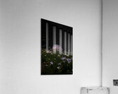 Emergence Acrylic Print