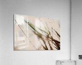 Blow Swim Acrylic Print