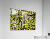 Silver Falls I Acrylic Print