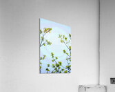 A Break Acrylic Print