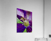 LNH Acrylic Print