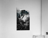 INCA Trail Tree Acrylic Print