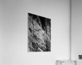 MESA VERDE Acrylic Print