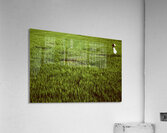 Bu nhin Acrylic Print