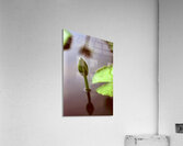 BKKRPF Acrylic Print