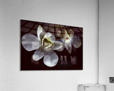  Malay 01 KL  bunga III Acrylic Print