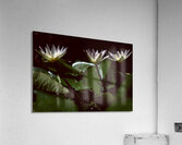 Kembang III Acrylic Print