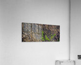 CVD  Acrylic Print