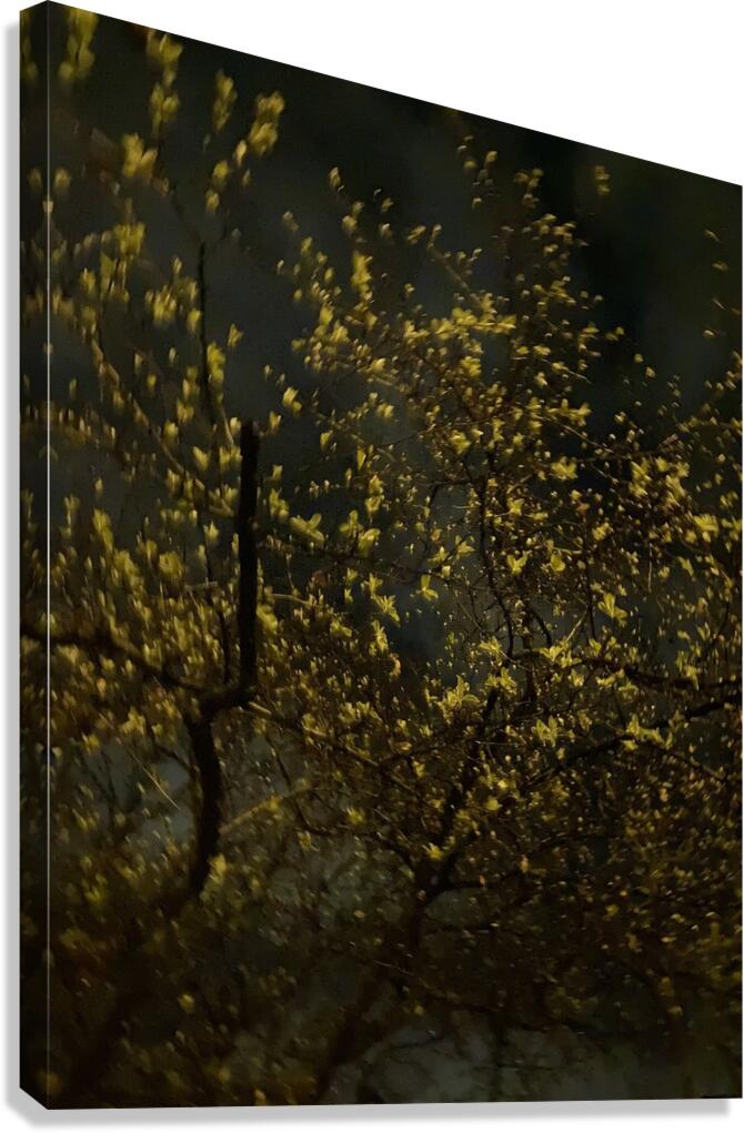 Midnight Hartwell Canvas Print