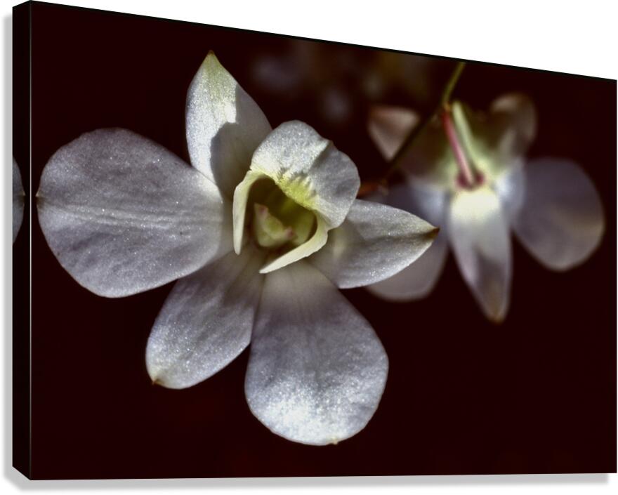  Malay 01 KL  bunga III Canvas Print