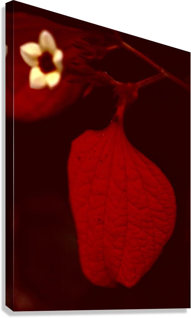  Malay 01 KL  bunga IV Canvas Print
