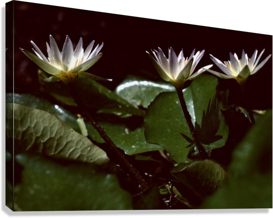Kembang III Canvas Print