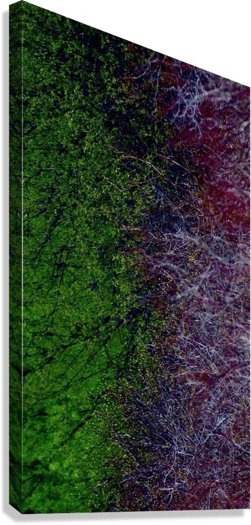 cvd Canvas Print