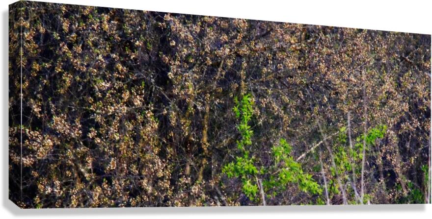 CVD  Canvas Print