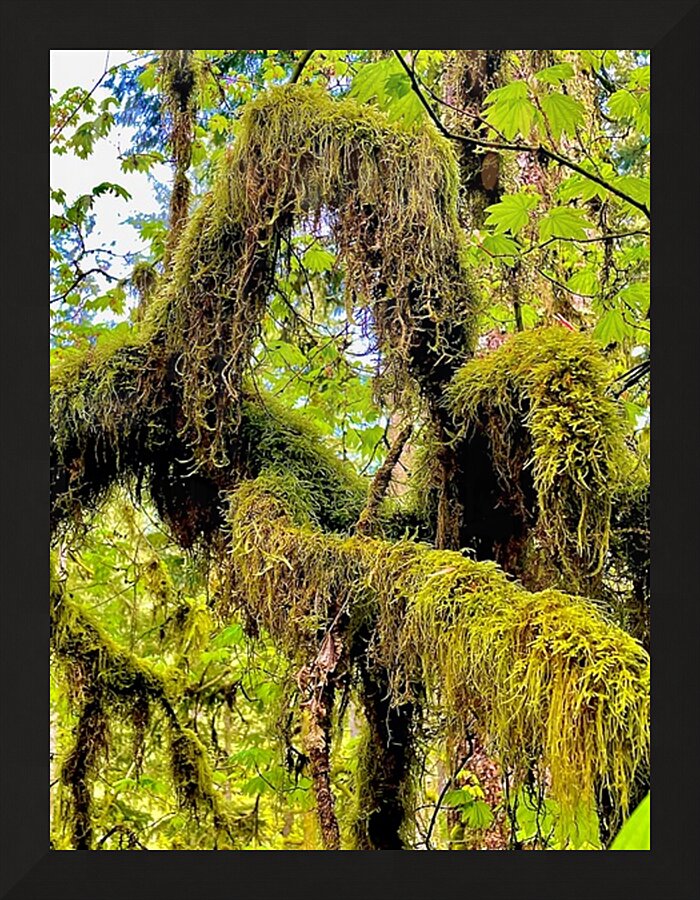 Silver Falls II Picture Frame print