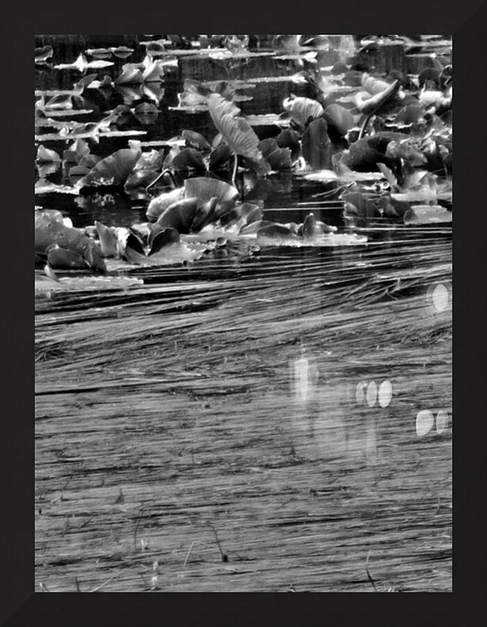 Nymph Pond Picture Frame print