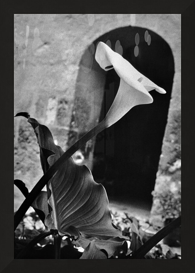 peru flower Picture Frame print