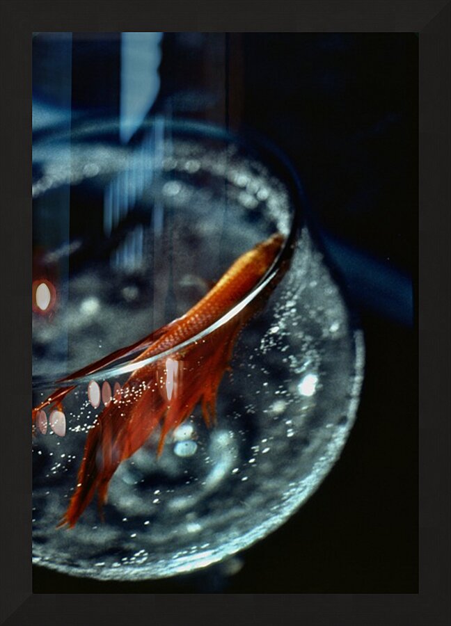 Drinks Like A Fish Picture Frame print