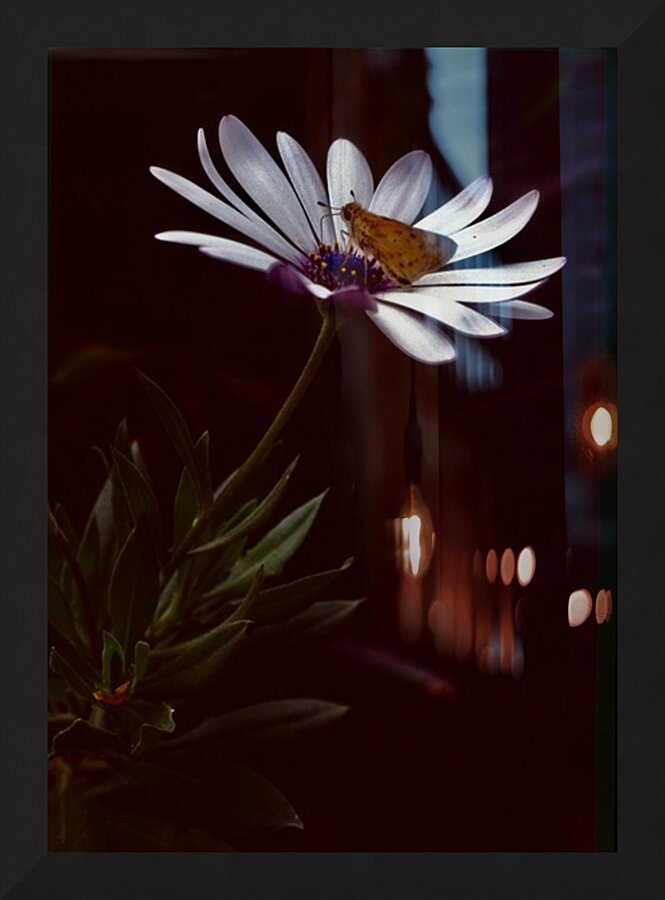 Flor de Lima Picture Frame print